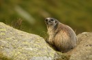 Marmotta