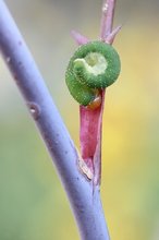 Larve der Weißgegürtelten Rosenblattwespe