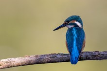 Eisvogel am Stiel :-)