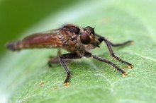 Männchen der Schlichten Raubfliege