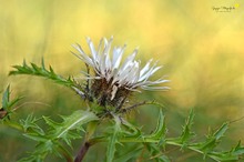 Silberdistel ...