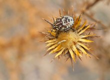 Larvenstadium der Carpocoris fuscispinus Wanze