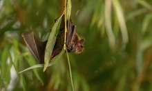 Fledermaus (wasserfledermaus)