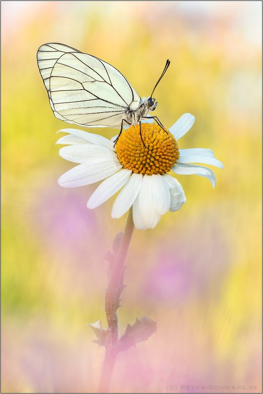 Baumweißling (Aporia crataegi)