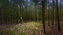 Hügelgrab im Wald