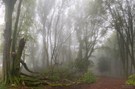 Urwald nach dem Sturm