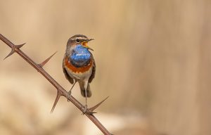 Blaukehlchen (Luscinia svecica)