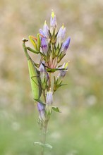 Mantis Religiosa