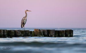 Der Graue am Abend