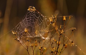 Herbst-Tau