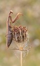 Mantis Religiosa