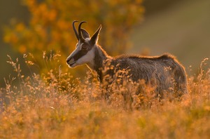 Gämse vor herbstlicher Kulisse