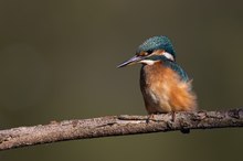 Eisvogel am Stiel II