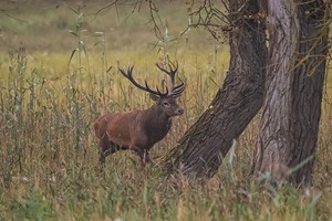 Platzhirsch