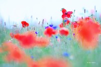 Sommerwiese