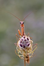 Mantis Religiosa