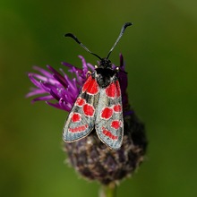 Zygaena carniolica