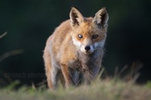 Der Fuchs kommt