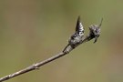 Schuppenhaarige Kegelbiene (Coelioxys afra)