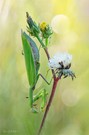 Europäische Gottesanbeterin - Mantis religiosa