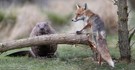 Dort, wo der Fuchs dem Biber "Gute Nacht" sagt