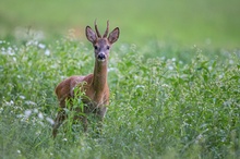 Rehbock am Waldrand