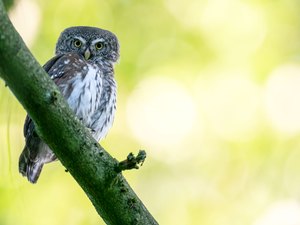 Spauz im Laubwald