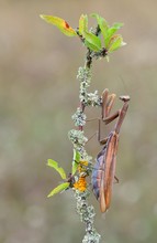 Mantis Religiosa