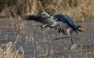 Kranich Abflug : Verbessert