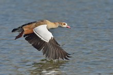 Nilgans