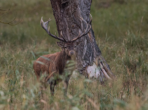 Platzhirsch