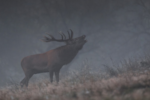 Im Nebel