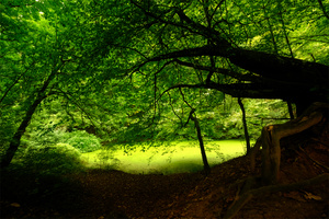 Der Entengrüne Waldweiher