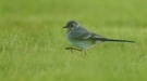 Juvenile Bachstelze auf Pirsch