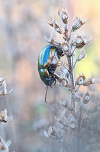 bunt schillernder Käfer