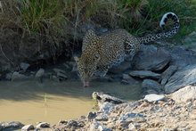 Leopard (Panthera pardus)