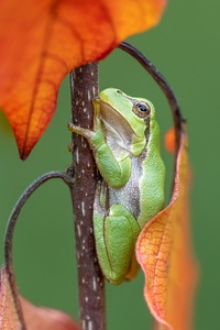 Herbst-Laubi ...