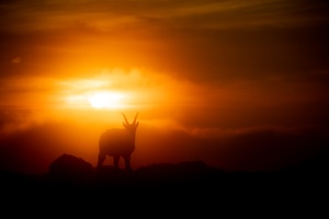 Steinbock im Nebel Tal