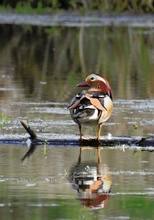 Mandarin Ente in freier Natur