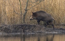 Wildschwein