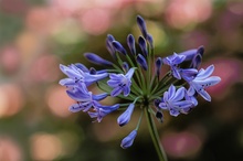 Agapanthus Schmuclilie