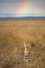 Der Schatz am Ende des Regenbogens...