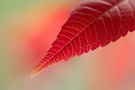 Alles im Fluß - Herbst