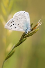 Polyommatus daphnis