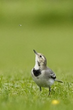 der Fliegenfänger ...