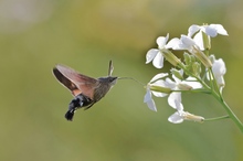 Ein kleiner Flieger