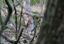 Damhirsch im Toten-Wald