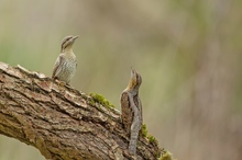 Wendehals (Jynx torquilla)