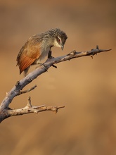 Coucal, oder