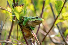 Laubfrosch im Herbstwald